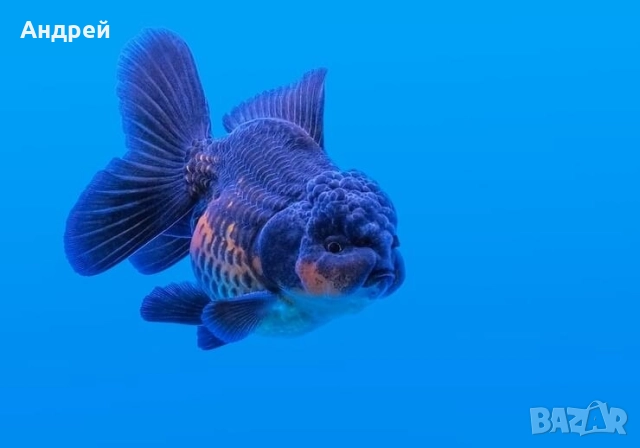 Оранди ( Златни рибки), снимка 8 - Рибки - 51499080