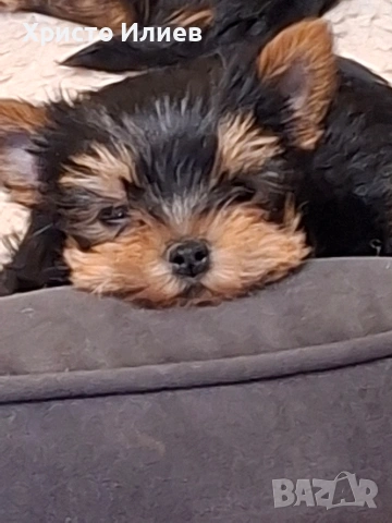 Продава женско мини йоркширче 