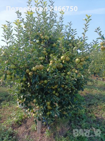 Продавам ябълкова градина