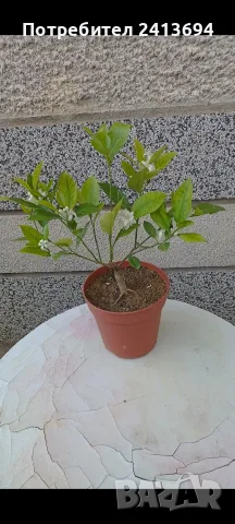 каламондин (декоративна мандарина)