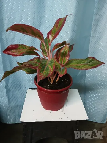 Аглаонема 45см., снимка 1