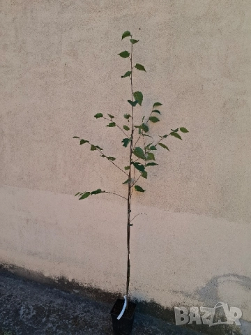 Бяла бреза в саксия , снимка 4 - Градински цветя и растения - 51862889