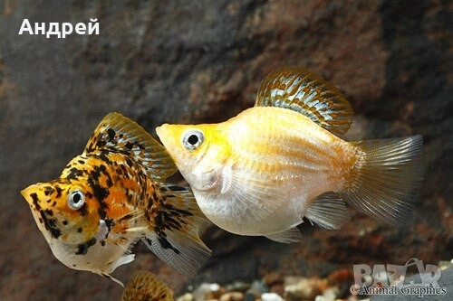 Молинезия балон и Молинезия Велифера, снимка 2 - Рибки - 51512891