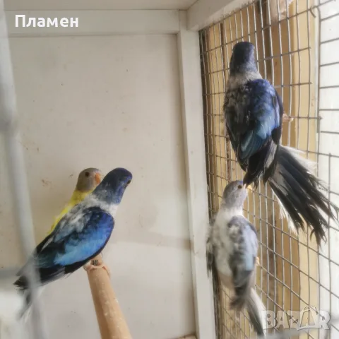 Неофема Сплендида, снимка 2 - Папагали - 56272778