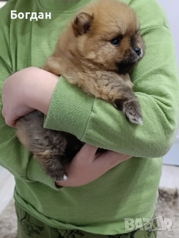 малки сладки госпожици , снимка 3 - Померан - 46673568