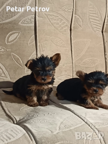 Йоркширски териер , снимка 10 - Йоркширски териер - 52983966