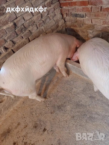 Продавам прасета