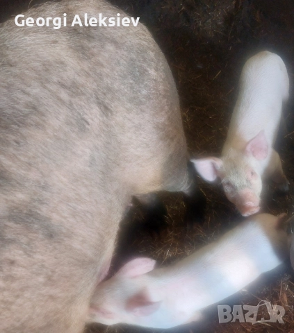 Малки прасенца, снимка 5 - Прасета - 52420544