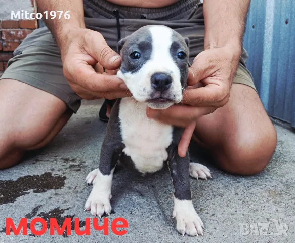Pitbul-Питбул-Pitbul, снимка 7 - Питбул - 55892121