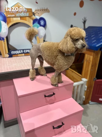 Мъжки-среден Пудел си търси партньорка, снимка 6 - Търси партньор - 37246370