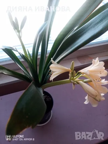 ЖЪЛТА КЛИВИЯ, АЛОЕ ARBORESCENS И АЛОЕ BARBADENSIS., снимка 16 - Стайни растения - 49868477