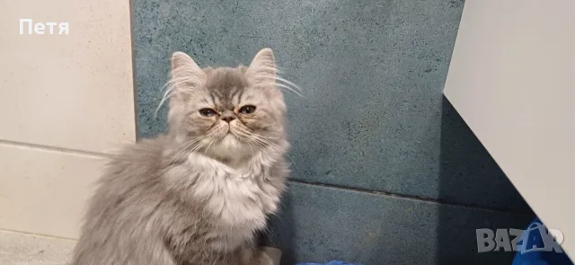 Персийски котенца