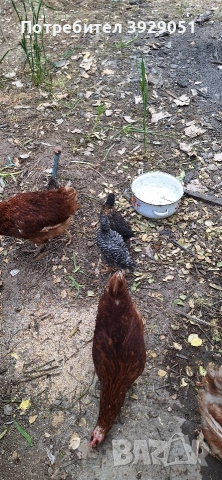 Продавам пилета , снимка 4 - Кокошки и пуйки - 54311612