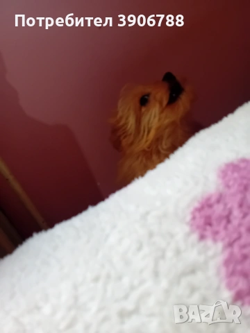 Продавам помапу мъжко от развъдник, снимка 2 - Други - 54156626