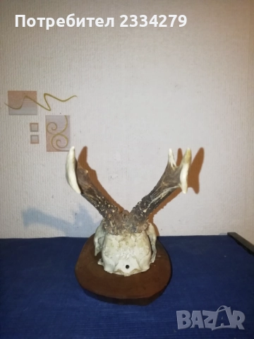 Стари глигански зъби-бивни,глиги и рога от саръндаци, млади елени, снимка 7 - Колекции - 52674338