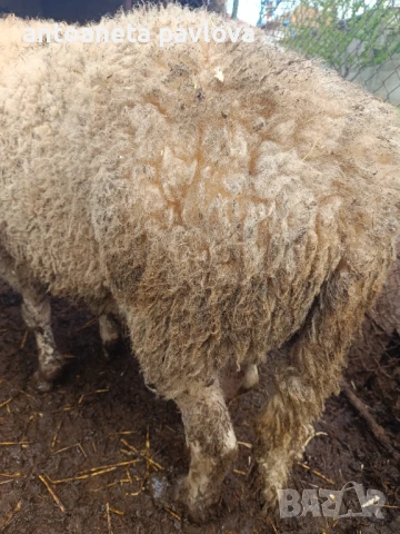 Шилета ,агнета ,кочове , снимка 9 - Овце - 41754007