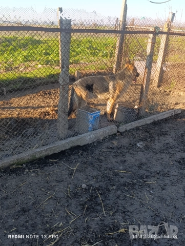 Продавам чистокръвна немска овчарка на 11 месеца 