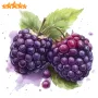 Висококачествени нови семена от хранителна Къпина без бодли Rubus rusticanus 50+ семена антиоксидант, снимка 3