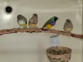 Млади гулдови амадини, снимка 2