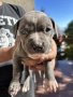American Bully XL/Американско Були ХЛ, снимка 1