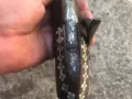 стар капсулен пистолет за стената /механата/, снимка 9