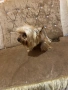 Продава се порода иорщериер , снимка 3