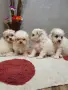 мини малтийски болонки, снимка 2