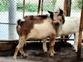 Продавам пръчове, снимка 2