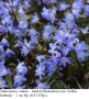 Хинодокса, сцила – синя (Chionodoxa (syn. Scilla) forbesii) –  луковици, снимка 1