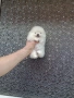 Чисто бял миниатюрен мини Померан., снимка 5