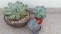 Ешеверия различни размери, снимка 6