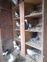 Продавам гълъби, снимка 1 - Гълъби - 38794043