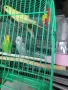 продавам вълнисти папагали,корели,гугутки, снимка 5