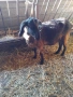 продавам четири кози , снимка 10