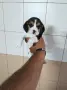 Бигъл елизабет.   , снимка 4