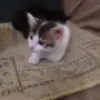 Малки котенца търсят своя дом, снимка 9