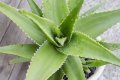 Алое Вера (Aloe), снимка 4