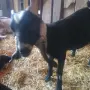 Чистопородно англонубийско яре на 3.м, снимка 1