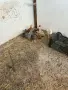 Пилета кръстоска , снимка 1