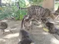 5 сладки бебенца котенца, снимка 16