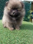 померан , снимка 5