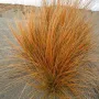 Карекс Декоративна трева, снимка 1