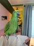 Шестмесечна женска амазона (с клетка), снимка 6