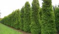 Западна туя Фастигиата Thuja occidentalis Fastigiata , снимка 3