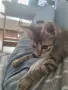 ПОДАРЯВАМ 2 КОТЕТА на 3месеца, снимка 3