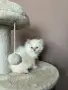 Персийско коте. , снимка 3