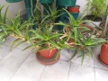 Красиво многогодишно Алое, снимка 2