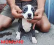 Pitbul-Питбул-Pitbul, снимка 7