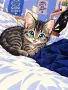 Коте на два месеца , снимка 6