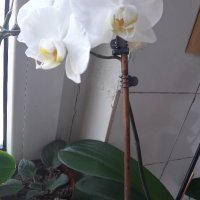 Красиви орхидеи , снимка 5 - Стайни растения - 32936807